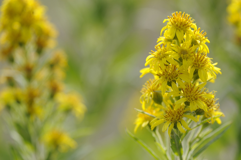 Dittrichia viscosa